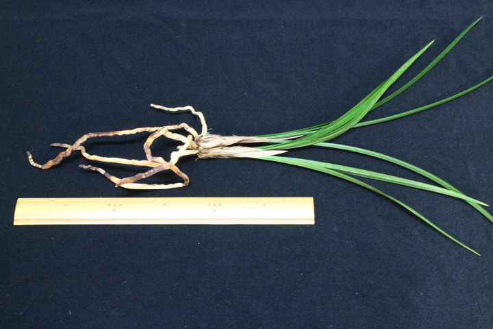 �����ȣ�