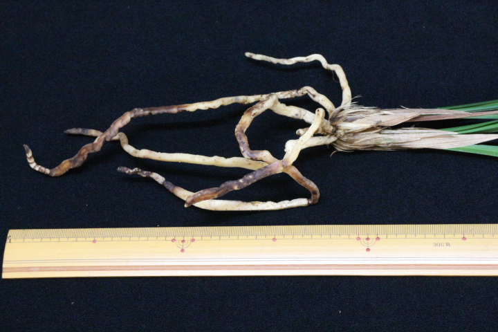 �����ȣ�