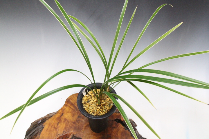 ���פο���