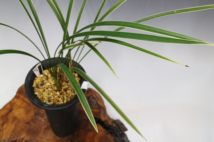 ���פο��㣳