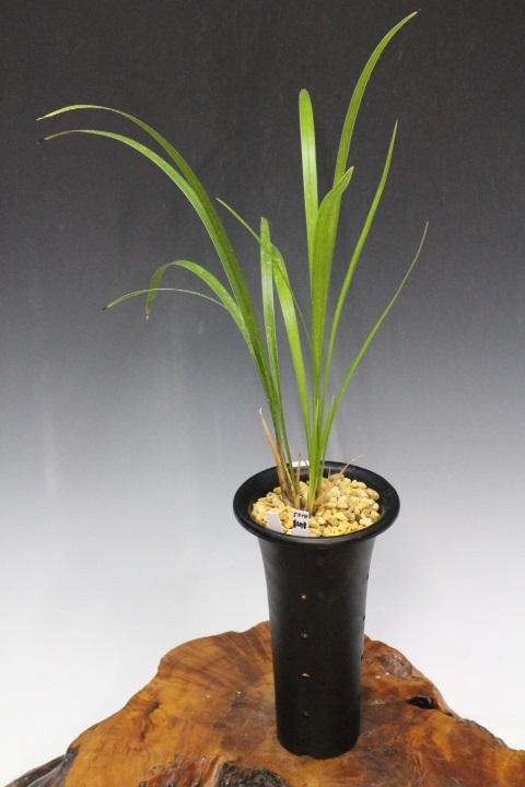 ��Ǽ����