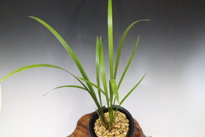 ��Ǽ����