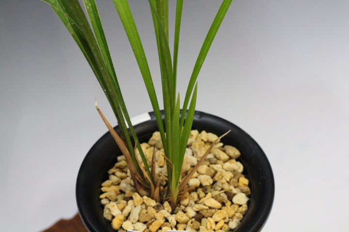 ��Ǽ����