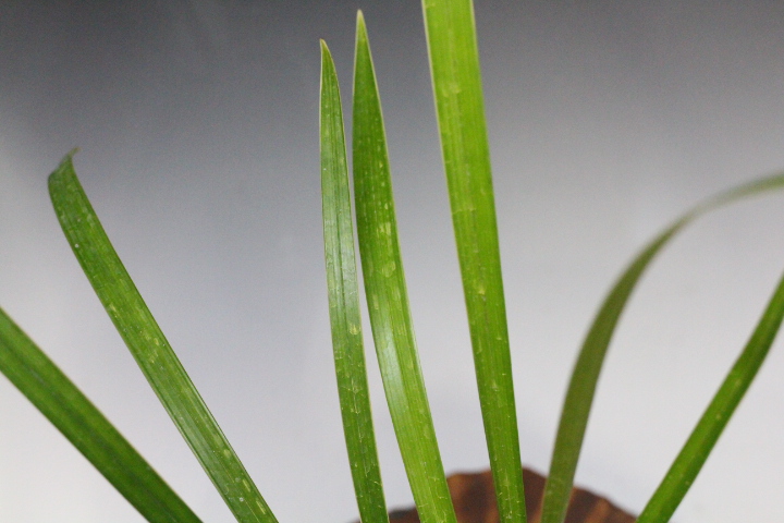 ��Ǽ����