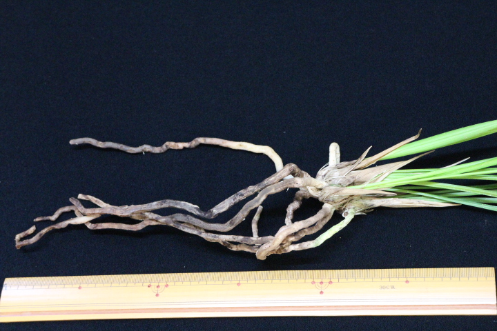 ��Ǽ����