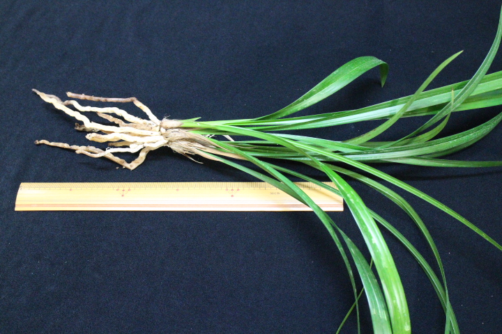 �ں���Į��