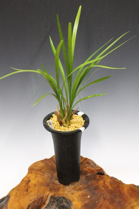 �����餮��