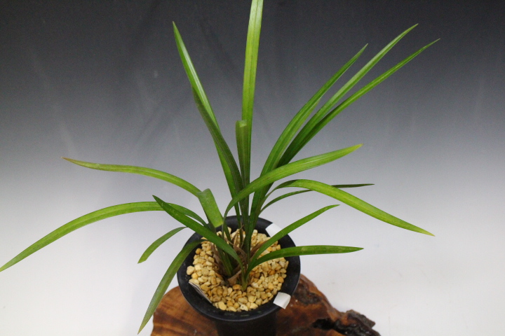 �����餮��