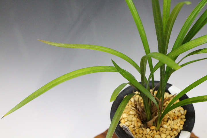 �����餮��