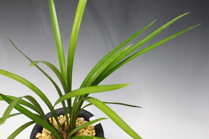 �����餮��