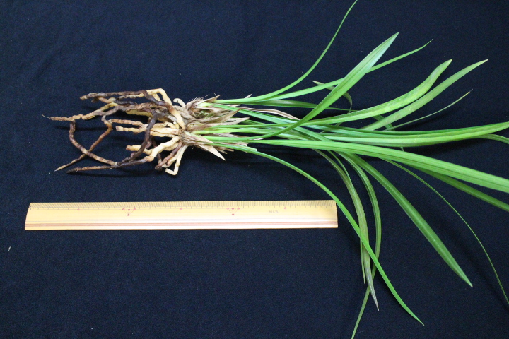 �����餮��