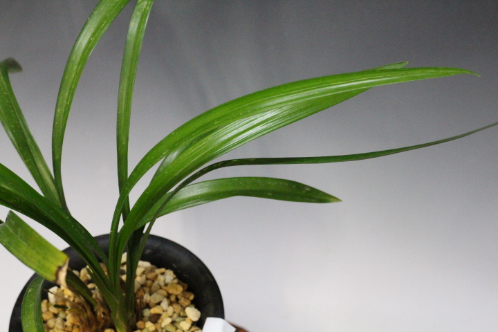 ���ӥ���ܣ�