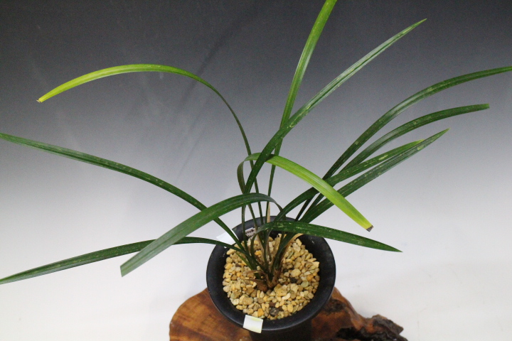 �Ȥ�����