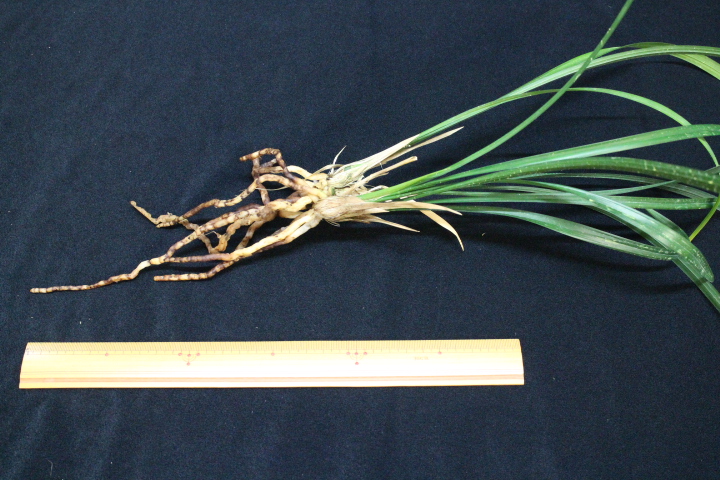 �Ȥ�����