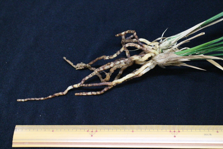 �Ȥ�����