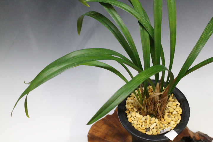 �����ң�