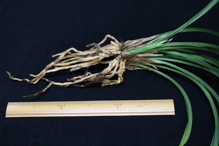 �����ң�