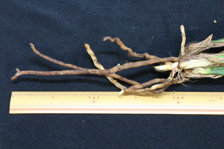 ������