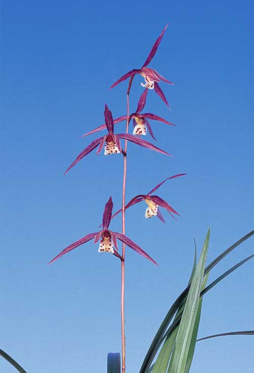 �����ø���