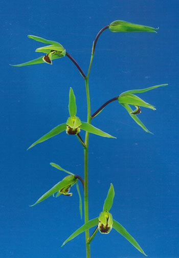 �����þ�ŷε